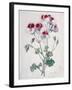 Crane's Bill-Marie-Anne-Framed Giclee Print