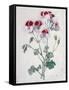 Crane's Bill-Marie-Anne-Framed Stretched Canvas
