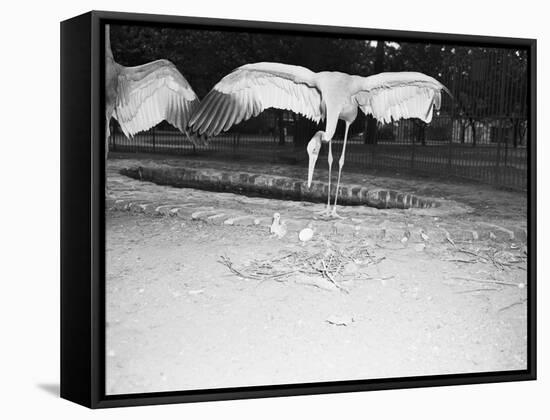Crane Stretching Wings above Baby Crane-null-Framed Stretched Canvas