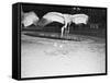 Crane Stretching Wings above Baby Crane-null-Framed Stretched Canvas