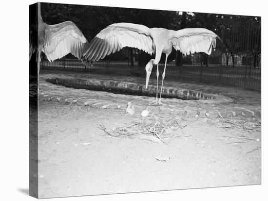 Crane Stretching Wings above Baby Crane-null-Stretched Canvas