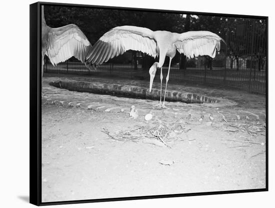 Crane Stretching Wings above Baby Crane-null-Framed Stretched Canvas