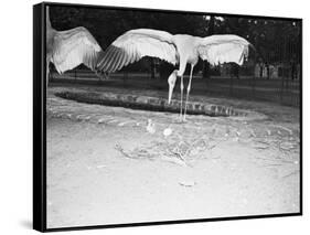 Crane Stretching Wings above Baby Crane-null-Framed Stretched Canvas