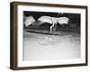 Crane Stretching Wings above Baby Crane-null-Framed Photographic Print