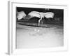 Crane Stretching Wings above Baby Crane-null-Framed Photographic Print