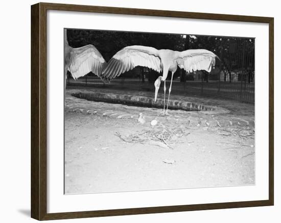 Crane Stretching Wings above Baby Crane-null-Framed Photographic Print