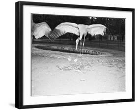 Crane Stretching Wings above Baby Crane-null-Framed Photographic Print