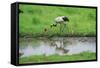 Crane-WizData-Framed Stretched Canvas