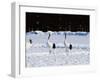 Crane-WizData-Framed Photographic Print