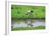 Crane-WizData-Framed Photographic Print