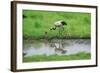 Crane-WizData-Framed Photographic Print