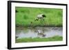 Crane-WizData-Framed Photographic Print