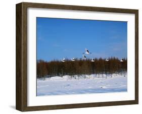 Crane-WizData-Framed Photographic Print