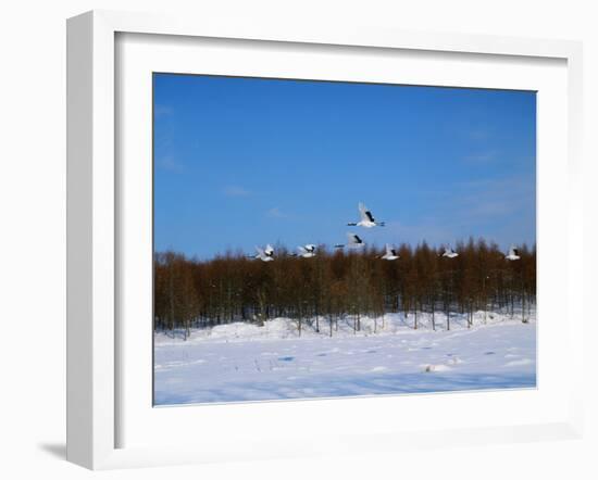 Crane-WizData-Framed Photographic Print