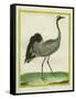 Crane-Georges-Louis Buffon-Framed Stretched Canvas