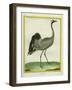 Crane-Georges-Louis Buffon-Framed Giclee Print