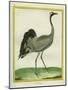 Crane-Georges-Louis Buffon-Mounted Giclee Print