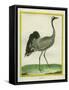 Crane-Georges-Louis Buffon-Framed Stretched Canvas