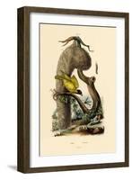 Cranefly, 1833-39-null-Framed Giclee Print