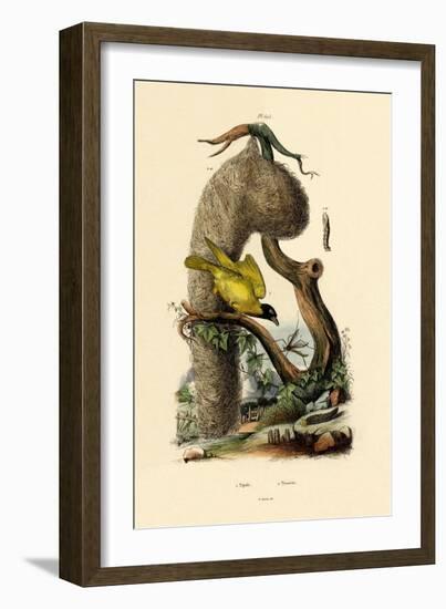 Cranefly, 1833-39-null-Framed Giclee Print