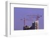 Cranes and Roof of the Elbphilharmonie in the Brightness of the Setting Sun, Hafencity, Germany-Axel Schmies-Framed Photographic Print