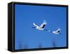Cranes Flying in the Blue Sky, Hokkaido, Japan-null-Framed Stretched Canvas