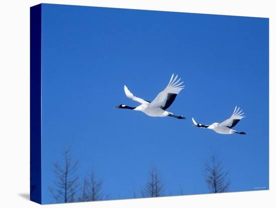 Cranes Flying in the Blue Sky, Hokkaido, Japan-null-Stretched Canvas