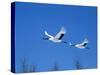 Cranes Flying in the Blue Sky, Hokkaido, Japan-null-Stretched Canvas