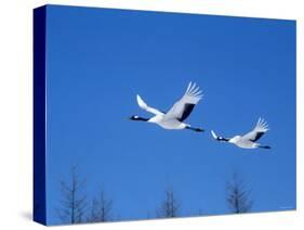 Cranes Flying in the Blue Sky, Hokkaido, Japan-null-Stretched Canvas