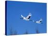 Cranes Flying in the Blue Sky, Hokkaido, Japan-null-Stretched Canvas