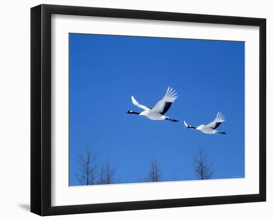 Cranes Flying in the Blue Sky, Hokkaido, Japan-null-Framed Photographic Print