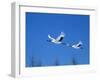 Cranes Flying in the Blue Sky, Hokkaido, Japan-null-Framed Photographic Print