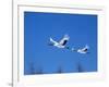 Cranes Flying in the Blue Sky, Hokkaido, Japan-null-Framed Photographic Print