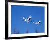 Cranes Flying in the Blue Sky, Hokkaido, Japan-null-Framed Photographic Print