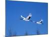 Cranes Flying in the Blue Sky, Hokkaido, Japan-null-Mounted Photographic Print