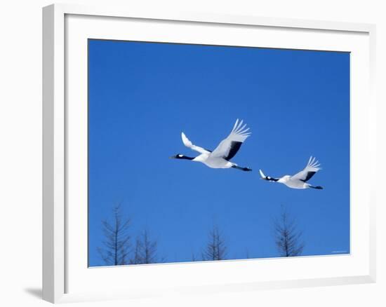 Cranes Flying in the Blue Sky, Hokkaido, Japan-null-Framed Photographic Print