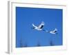 Cranes Flying in the Blue Sky, Hokkaido, Japan-null-Framed Photographic Print