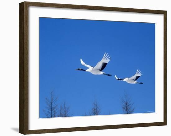 Cranes Flying in the Blue Sky, Hokkaido, Japan-null-Framed Photographic Print