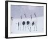 Cranes in the Tsurui Bird Sanctuary, Hokkaido, Japan-null-Framed Photographic Print