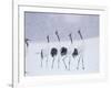 Cranes in the Tsurui Bird Sanctuary, Hokkaido, Japan-null-Framed Photographic Print