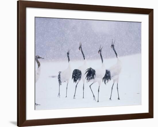 Cranes in the Tsurui Bird Sanctuary, Hokkaido, Japan-null-Framed Photographic Print