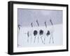 Cranes in the Tsurui Bird Sanctuary, Hokkaido, Japan-null-Framed Photographic Print