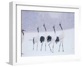 Cranes in the Tsurui Bird Sanctuary, Hokkaido, Japan-null-Framed Photographic Print