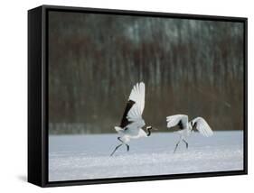 Cranes-null-Framed Stretched Canvas