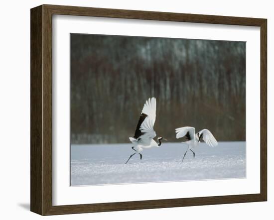 Cranes-null-Framed Photographic Print