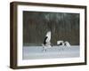 Cranes-null-Framed Photographic Print