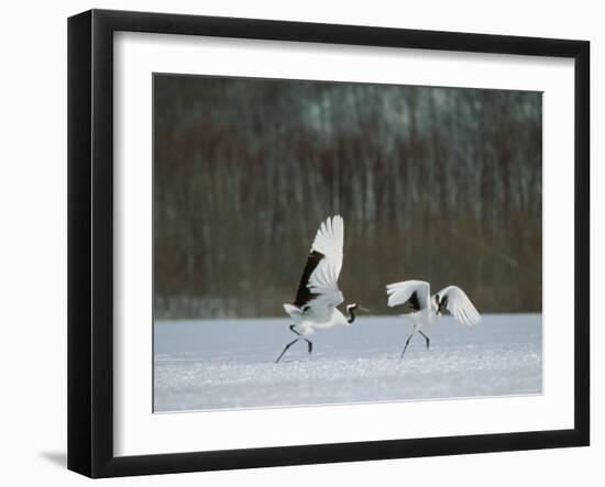 Cranes-null-Framed Photographic Print