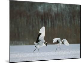 Cranes-null-Mounted Photographic Print
