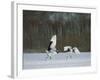 Cranes-null-Framed Photographic Print