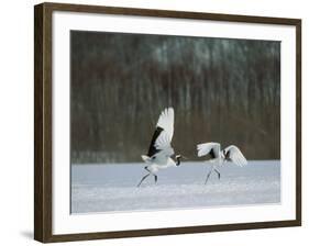 Cranes-null-Framed Photographic Print